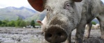 Алгоритм действий для владельцев свиней при подозрении на АЧС